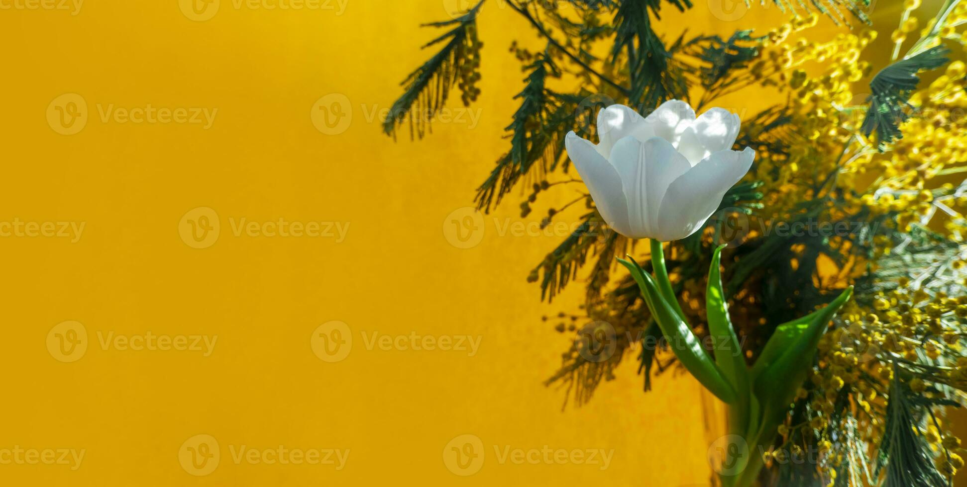 white tulip and mimosa on a orange background photo