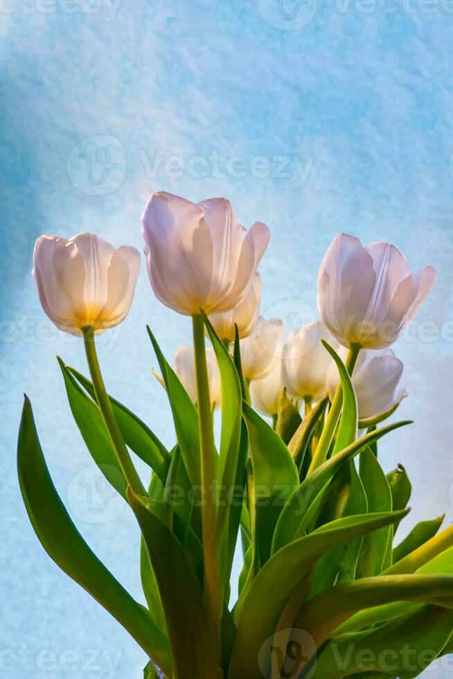 white tulip on a blue background photo