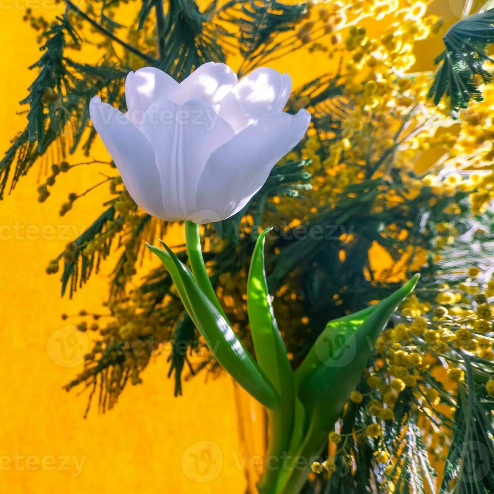 white tulip and mimosa on a orange background photo