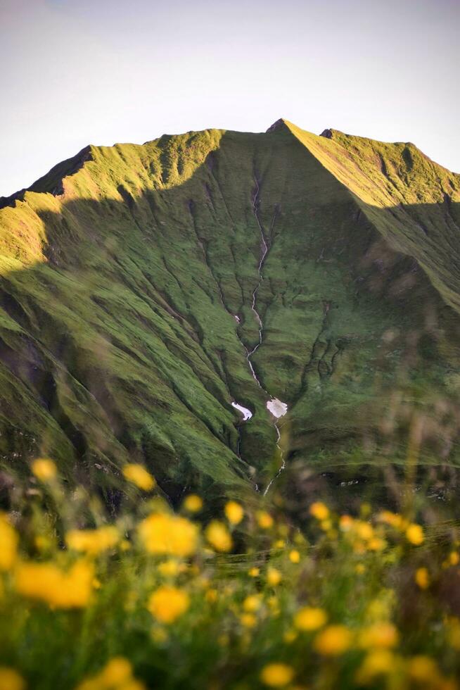 Mountain in sunlight with flowers in the foreground in the Austrian alps photo