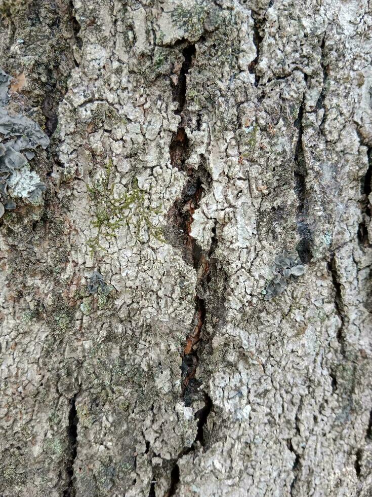 Tree bark texture. mango tree background. Old Trunk pattern. Rough wooden skin closeup. photo