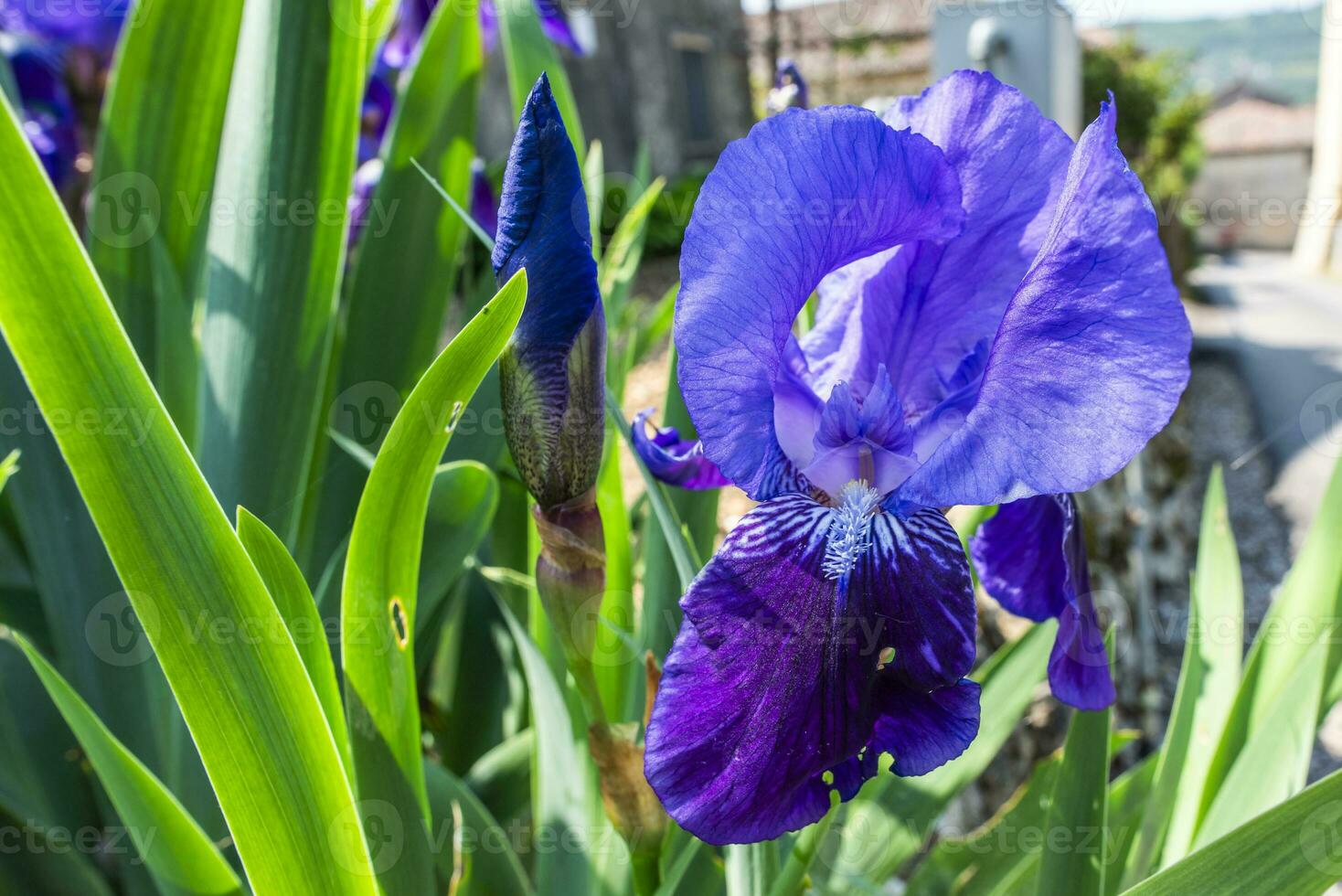 2023 04 23 Sossano Iris germanica photo