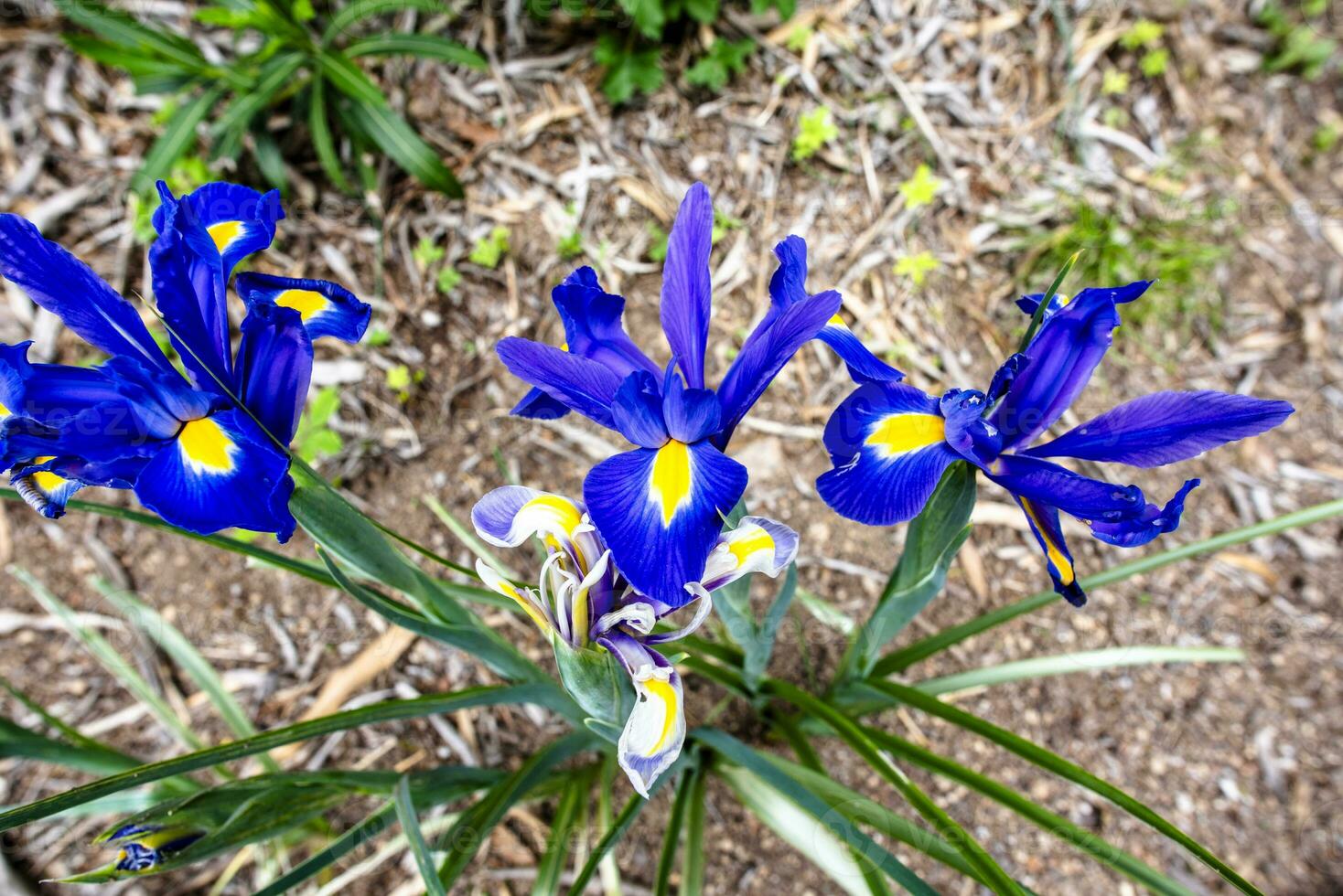 2023 04 29 Orgiano Iris xiphium photo