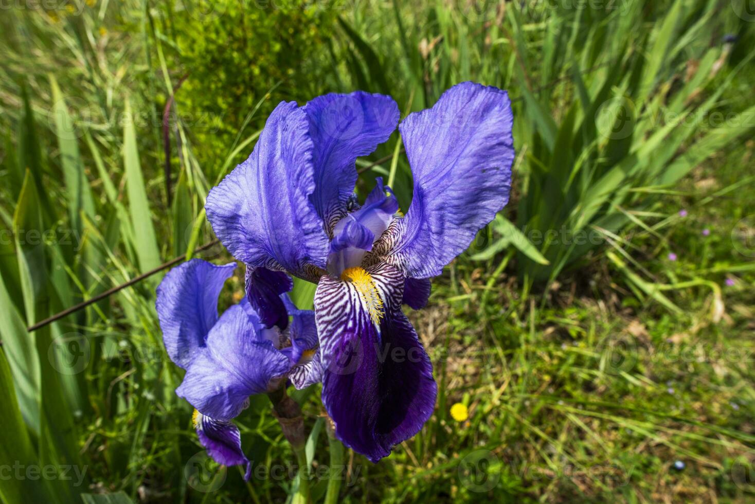 2023 04 29 organiano iris germanica foto