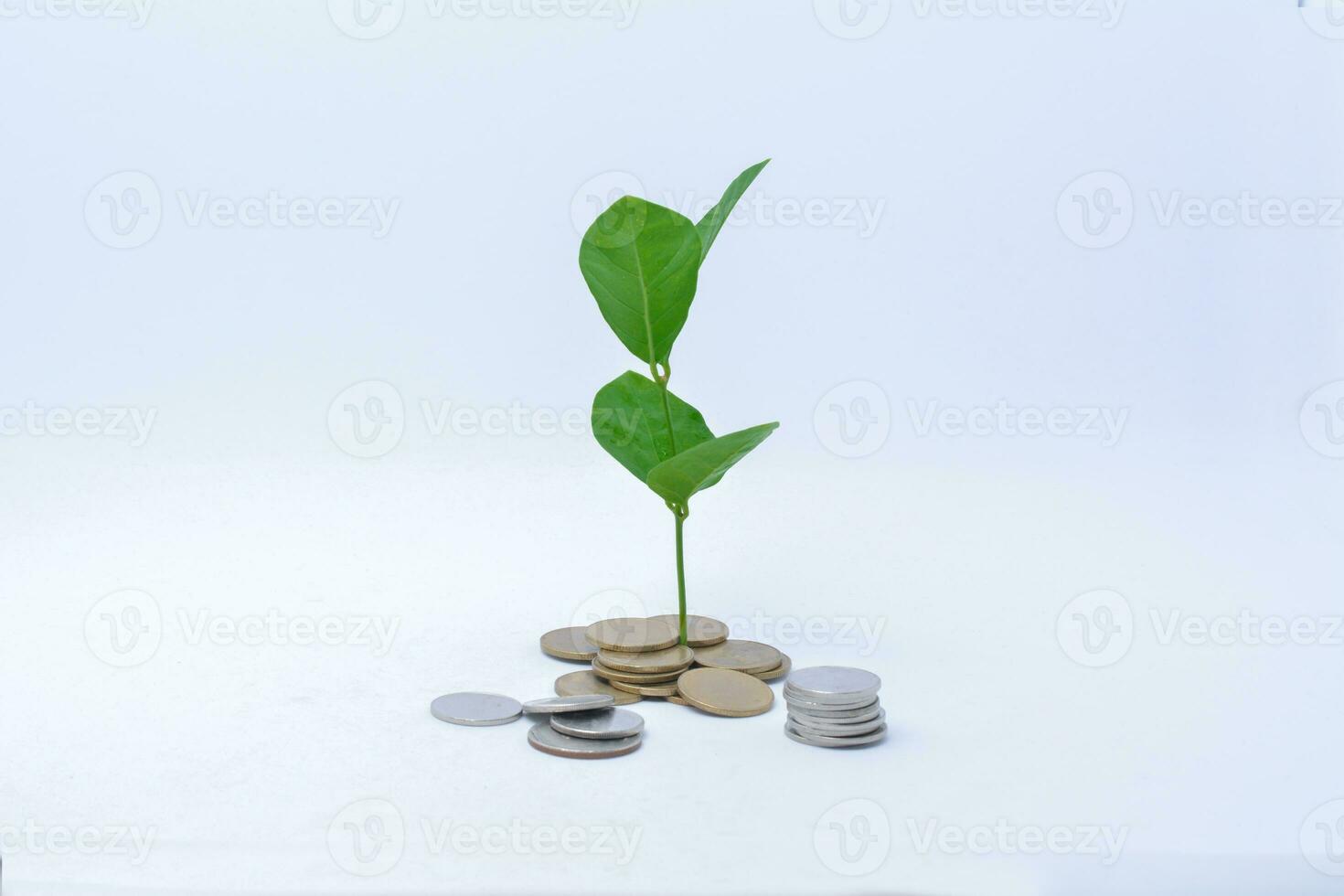 Tree growing on gold and silver coins , investing with small amounts of money coin savings photo