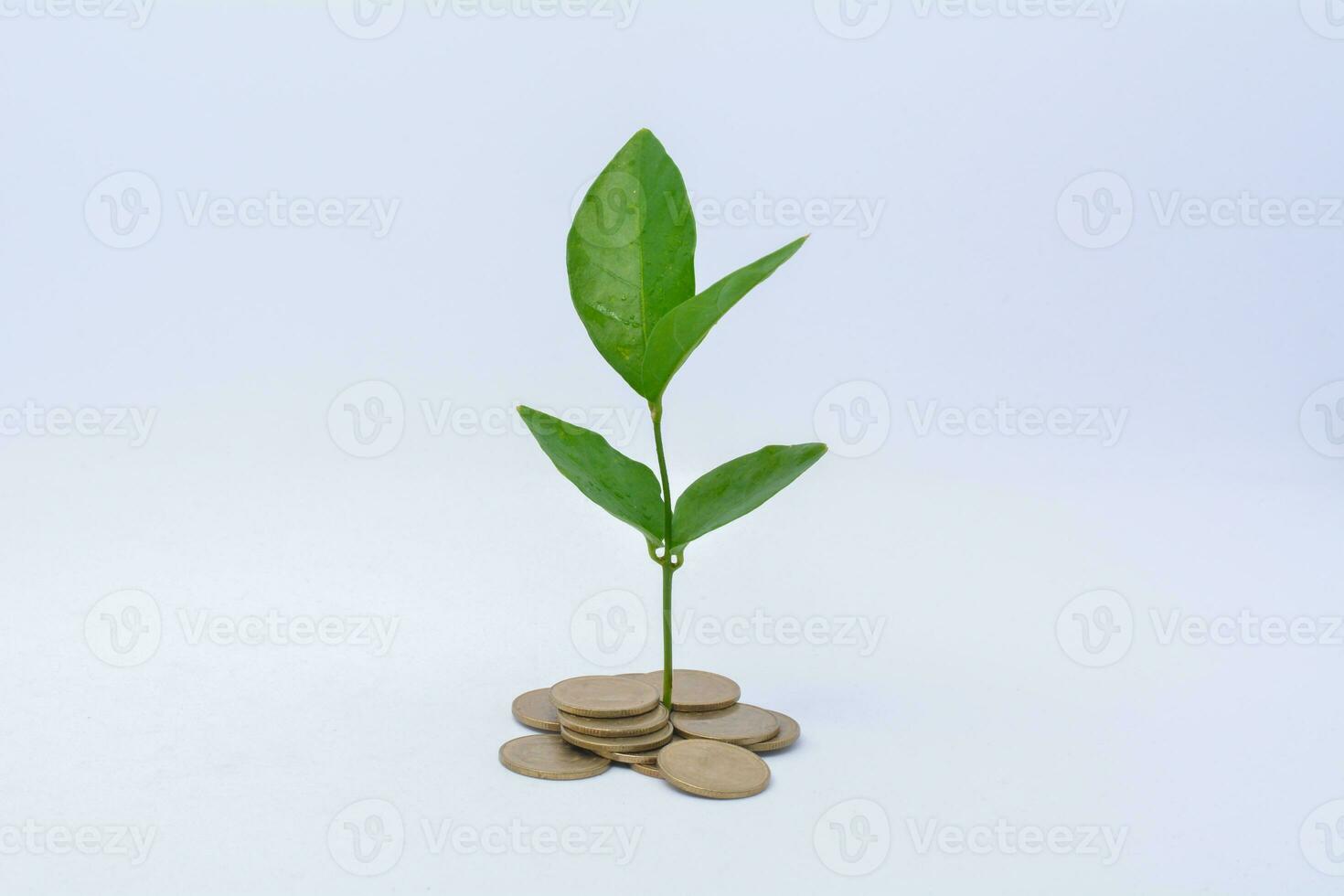 Tree growing on gold and silver coins , investing with small amounts of money coin savings photo