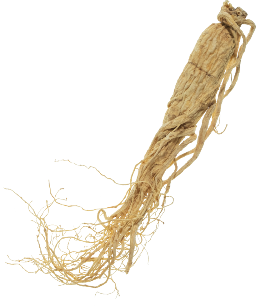 ginseng cut out on transparent background. png