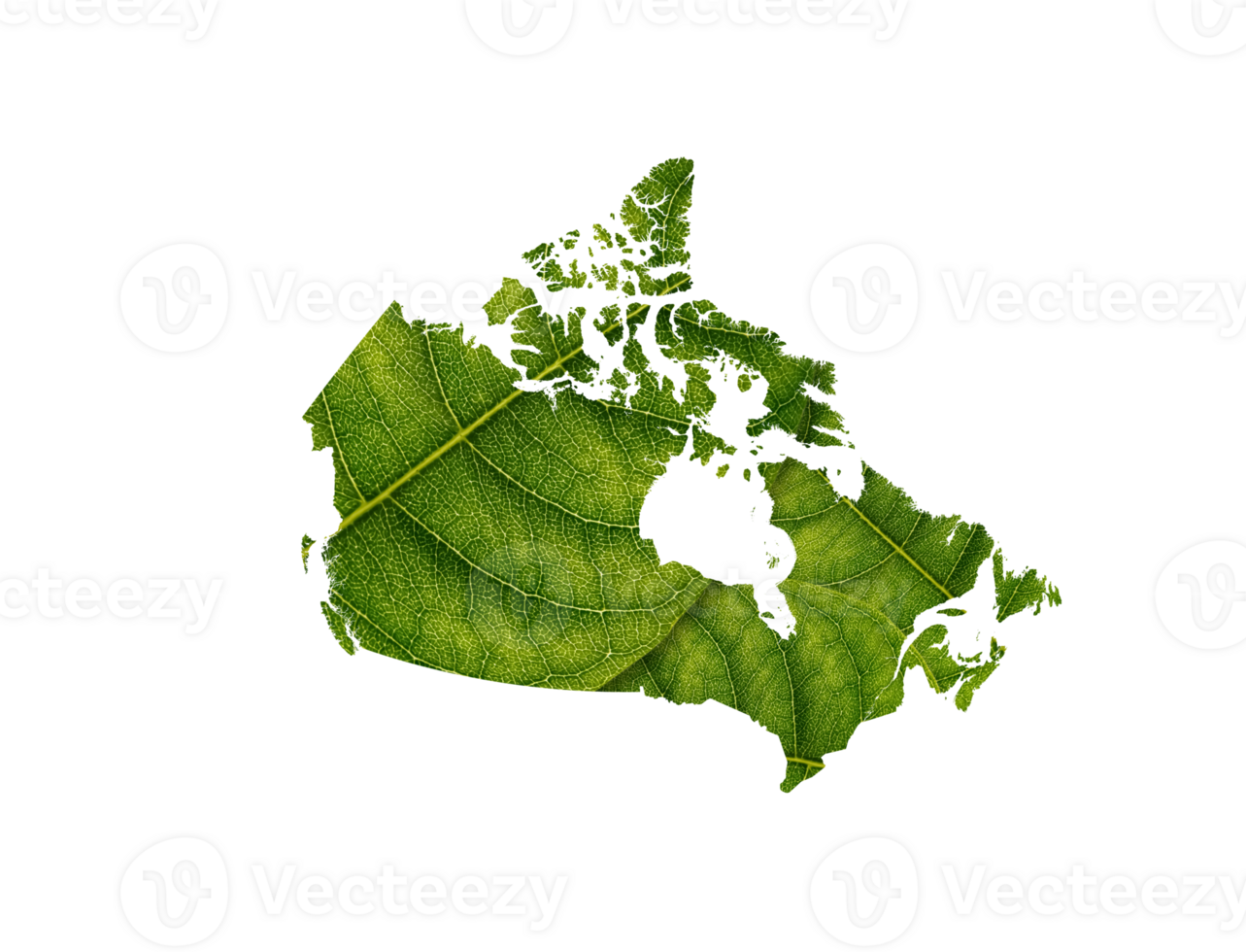 Canada map made of green leaves png