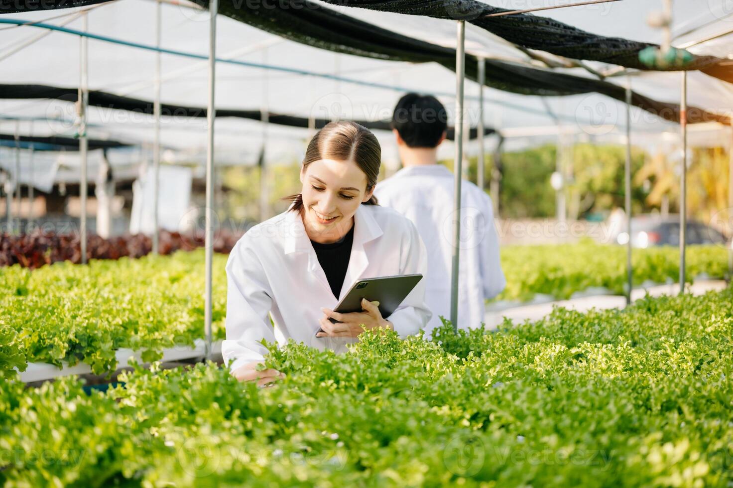 Biologist puts sprout in test tube for laboratory analyze. Two scientists stand in organic farm. check, laboratory in greenhouse. photo