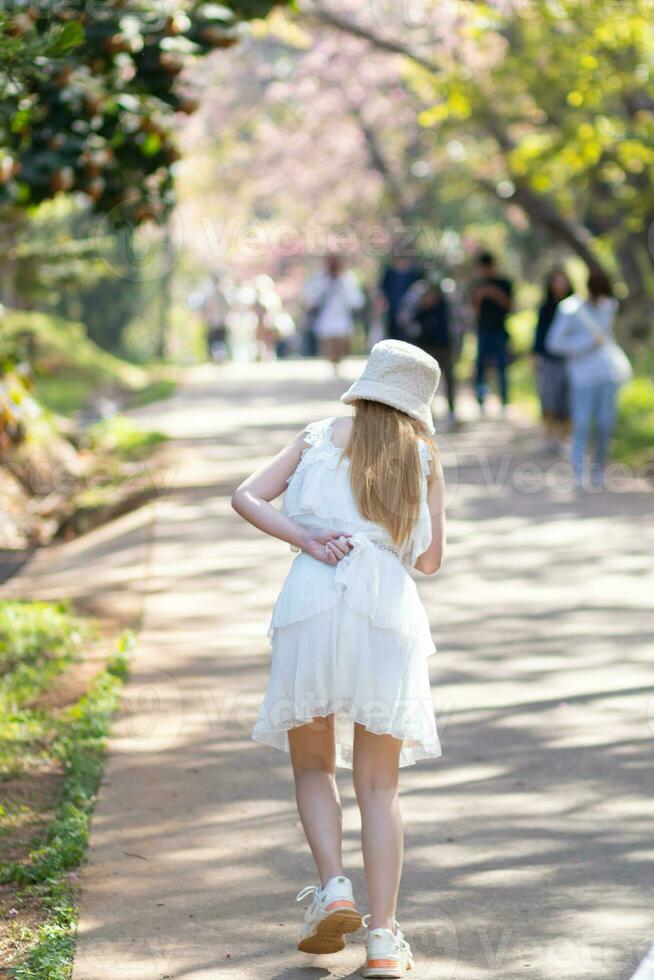 woman walking cherry blossom path to see beautiful scenery of pink cherry blossoms along road blessed in winter. woman travel journey along path of beautiful pink cherry blossoms in full bloom blessed photo