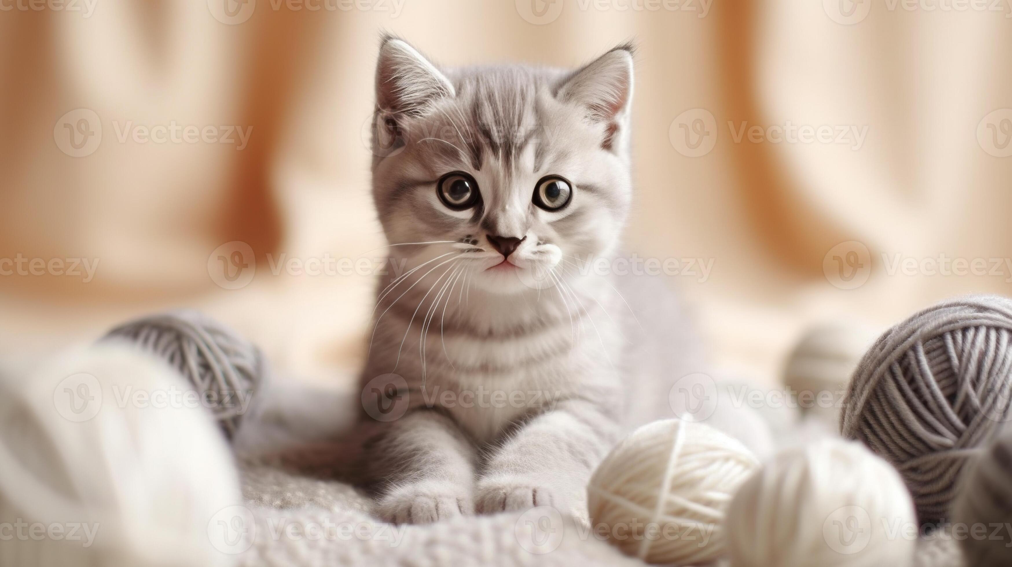 Light grey cheap tabby