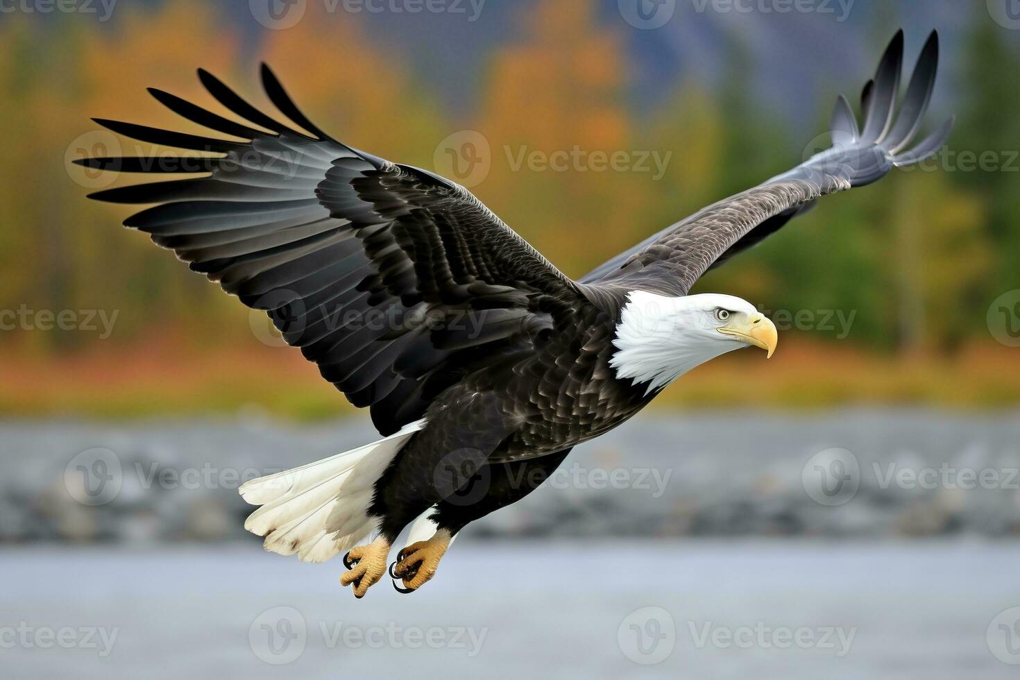 americano calvo águila en vuelo. calvo águila Haliaeetus leucocéfalo en vuelo. ai generativo foto