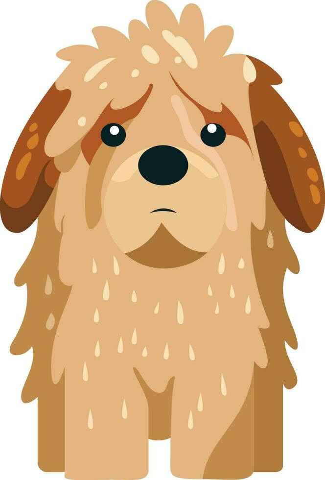 mojado perro, plano estilo valores vector ilustración, mojado shih tzu perro valores vector imagen, infeliz triste perro goteo agua, plano vector