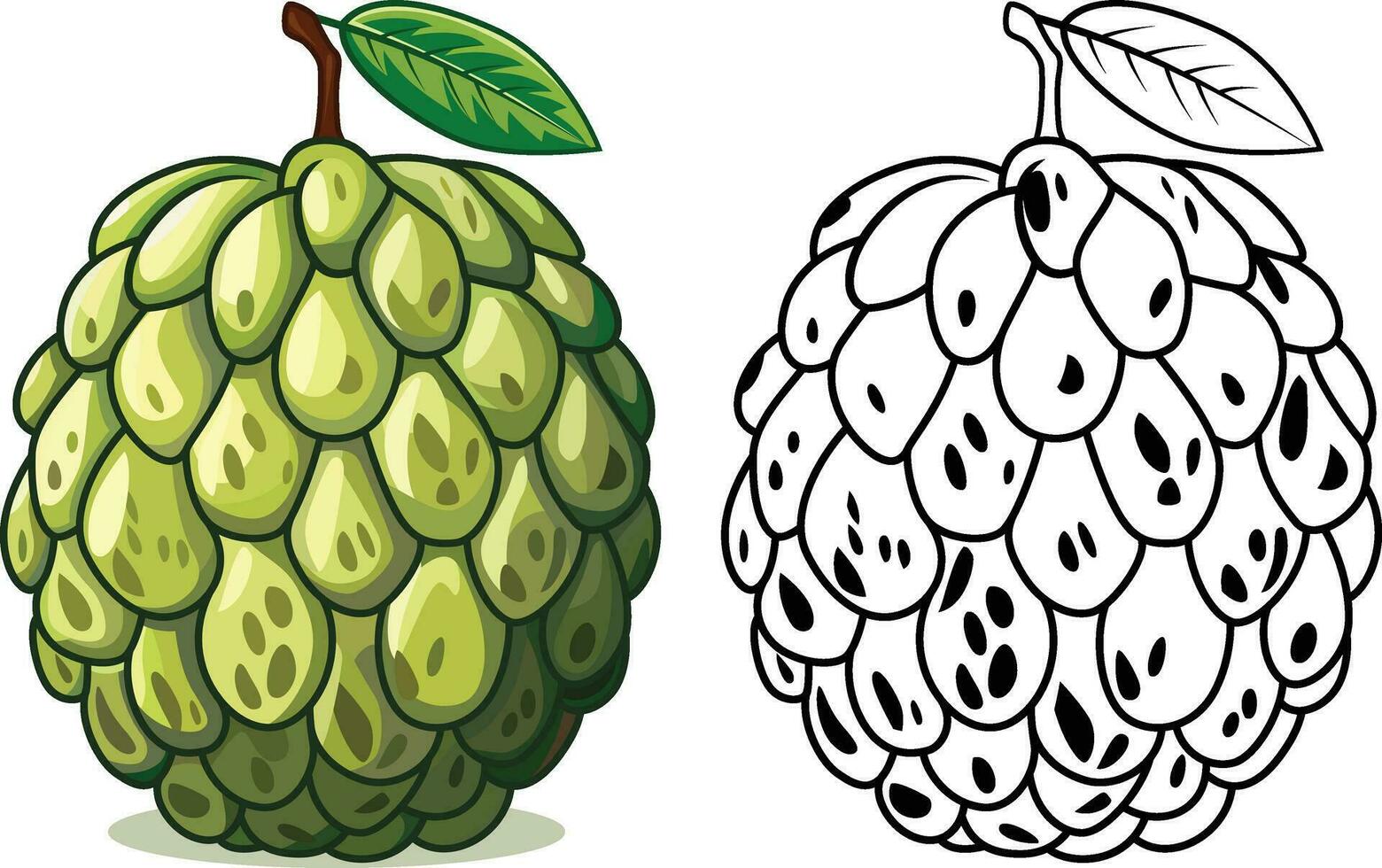 Annona Fruit vector illustration, Cherimoya, soursop, custard apple, atemoya, and pawpaw colored and black and white line art stock vector image