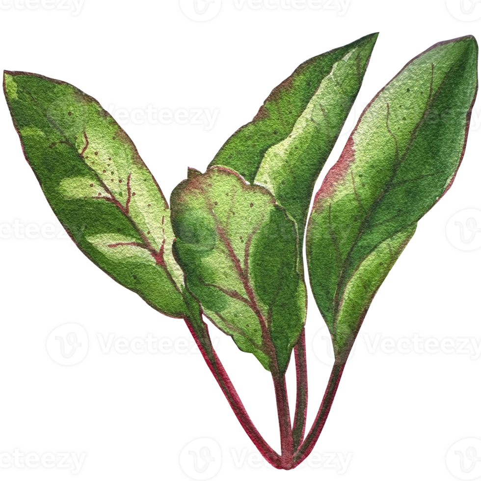 Green herbs clipart set. png