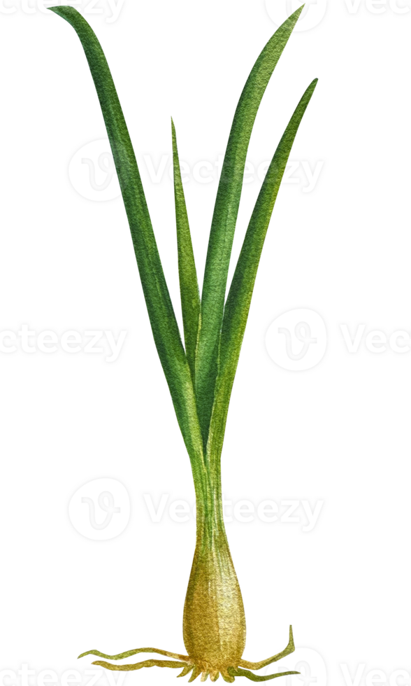Green herbs clipart set. png