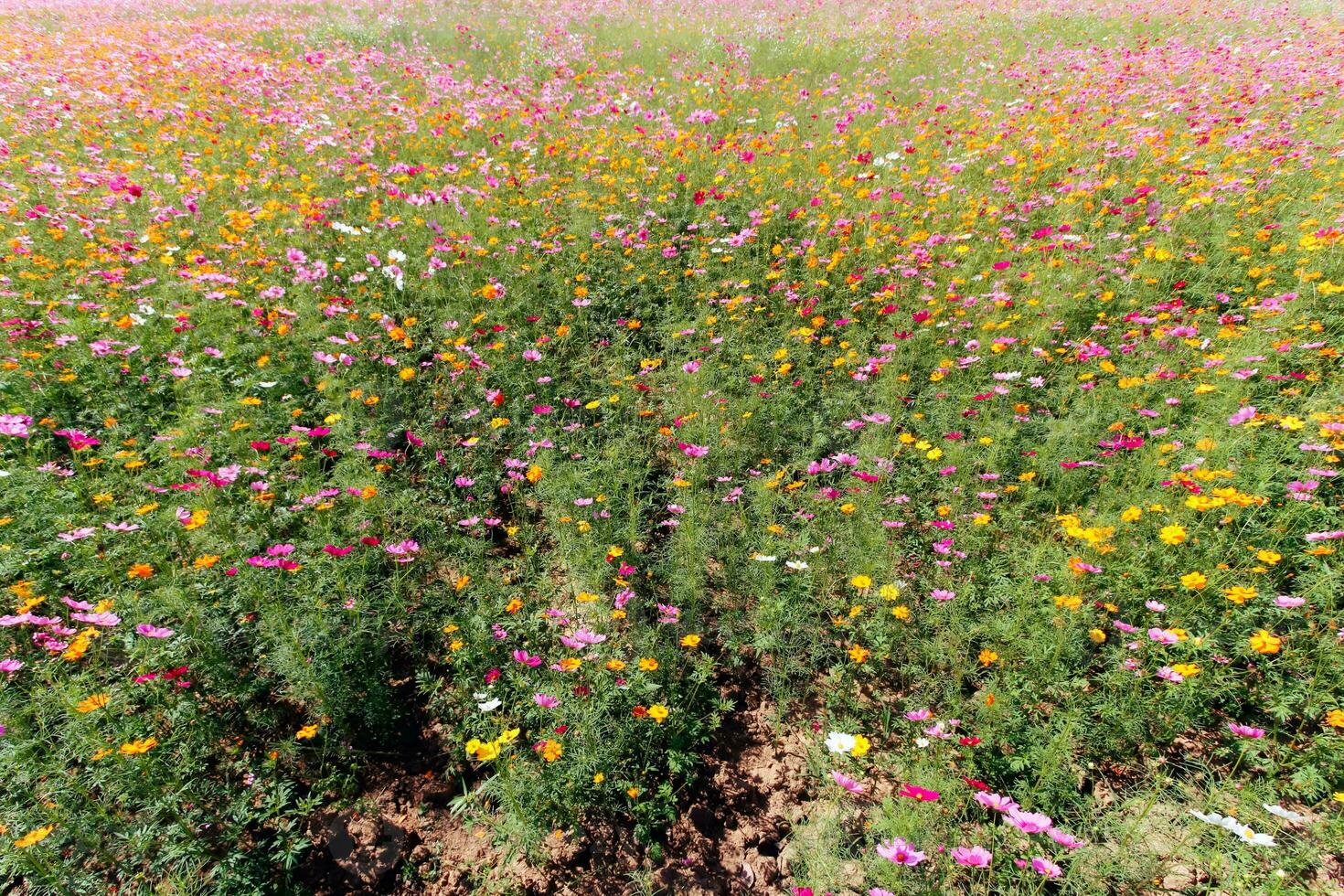 The cosmos flower background in the garden is planted as an ornamental plant for those who like to take pictures with cosmos flowers to take a memorial photo in the vast field of cosmos flowers.