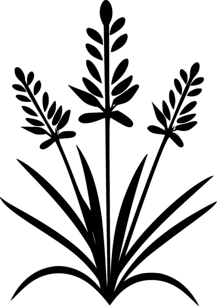 Lavender, Black and White Vector illustration