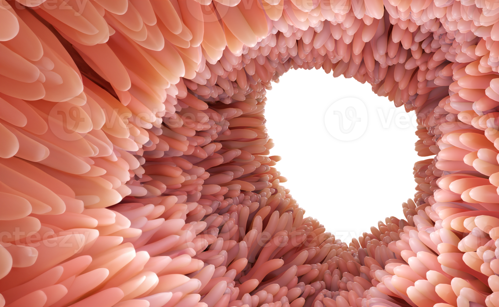 3D Rendering medically accurate illustration of intestinal villi. Red microvilli in a intestinal tract organ of the gastrointestinal banner. isolated transparent png