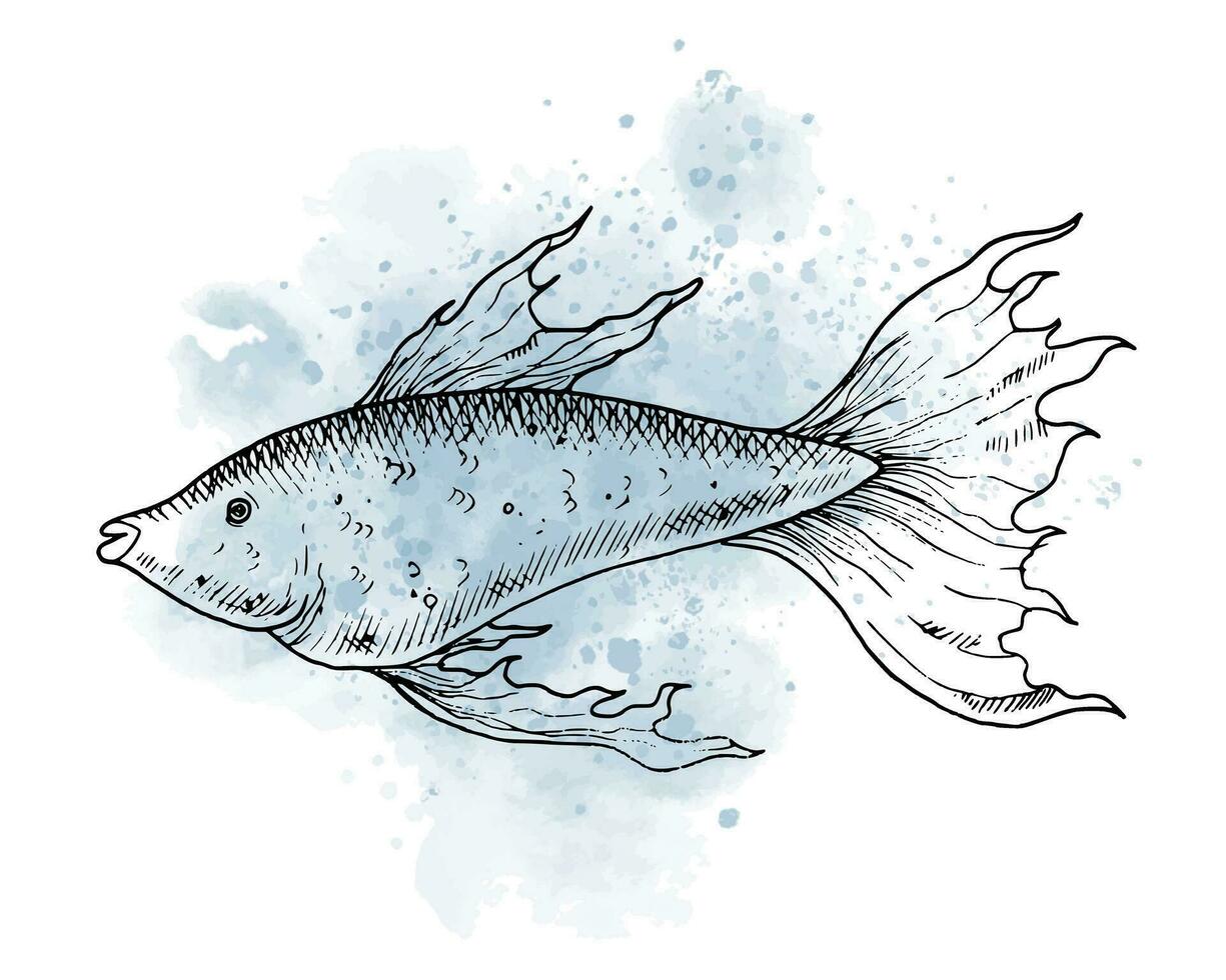 Graphic Drawing of Guppy Fish with watercolor spot. Hand drawn illustration of underwater sea animal in outline style on isolated background. Marine sketch painted by black inks. Ocean etching. vector