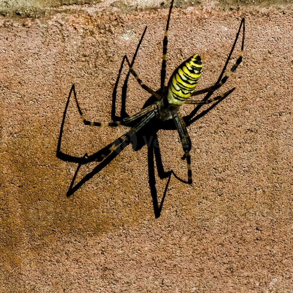 Argiope bruennichi, wasp spider. He waits for his victim with his net. Colorful yellow, black, white, orange predatory spider. photo