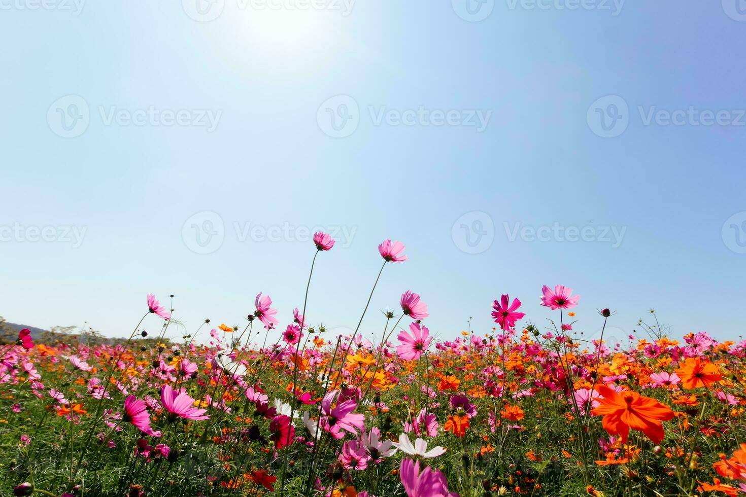 The cosmos flower background in the garden is planted as an ornamental plant for those who like to take pictures with cosmos flowers to take a memorial photo in the vast field of cosmos flowers.