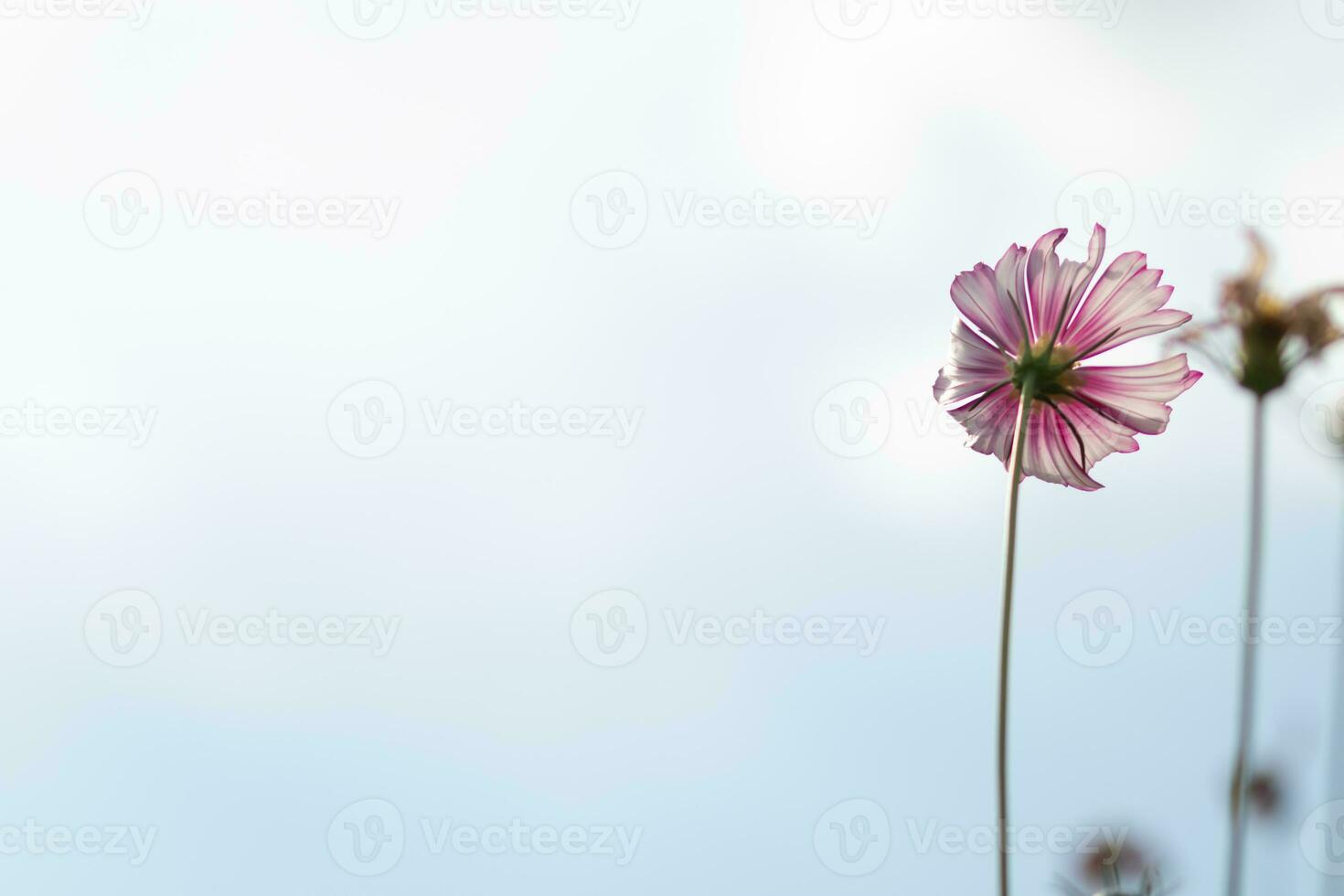 The cosmos flower background in the garden is planted as an ornamental plant for those who like to take pictures with cosmos flowers to take a memorial photo in the vast field of cosmos flowers.