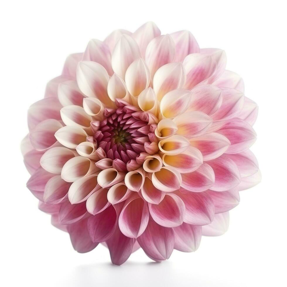 pink flower dahlia on a white background isolated with clipping path. Closeup. for design. Dahlia, generate ai photo