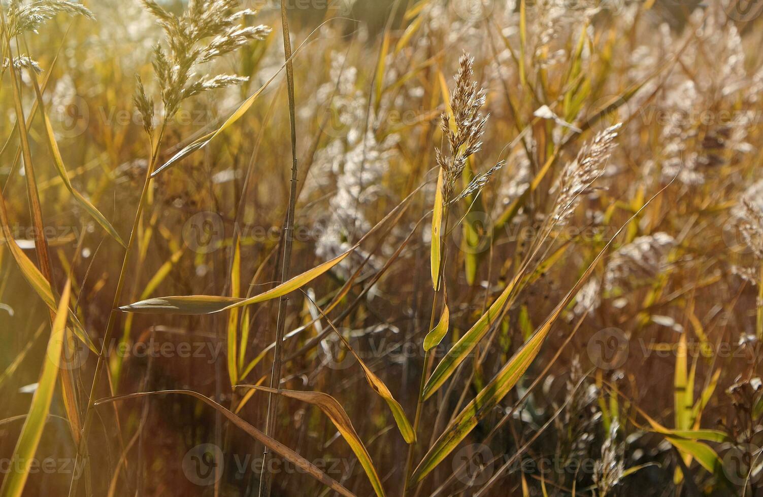 dry stalks of reeds at the pond sway in the wind on an autumn day photo