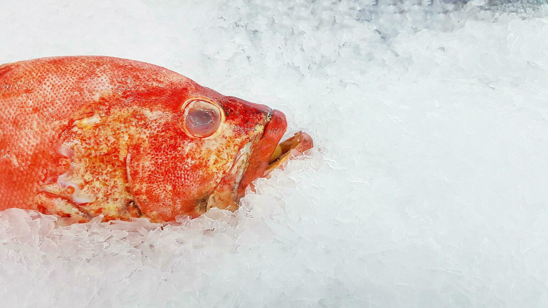 mero fresco congelado en hielo a la venta en el mercado de pescado o en el supermercado con espacio para copiar a la derecha. alimentos crudos y animales en submarino. foto