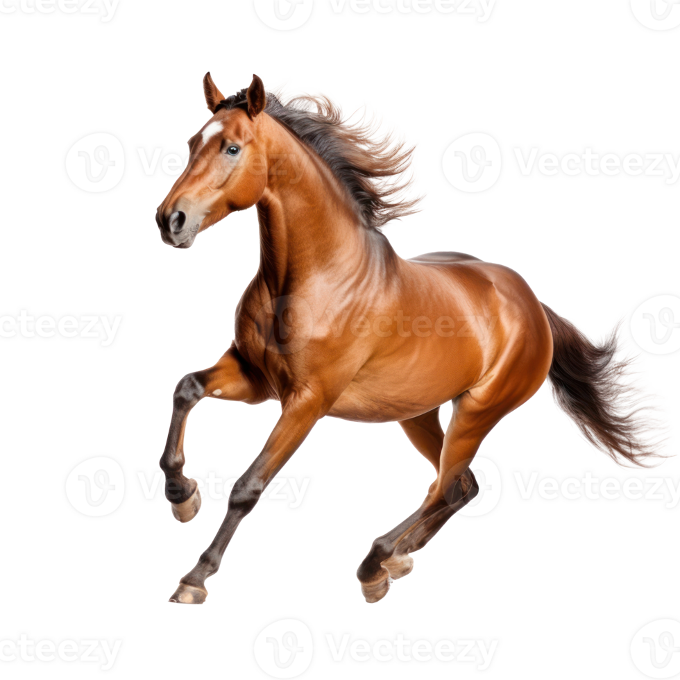 Brown horse run gallop isolated png