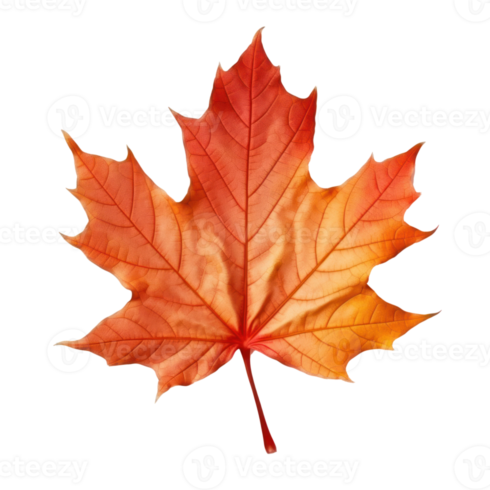 Autumn colored fall leaf isolated. png