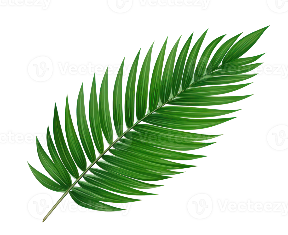 Green palm leaf isolated png