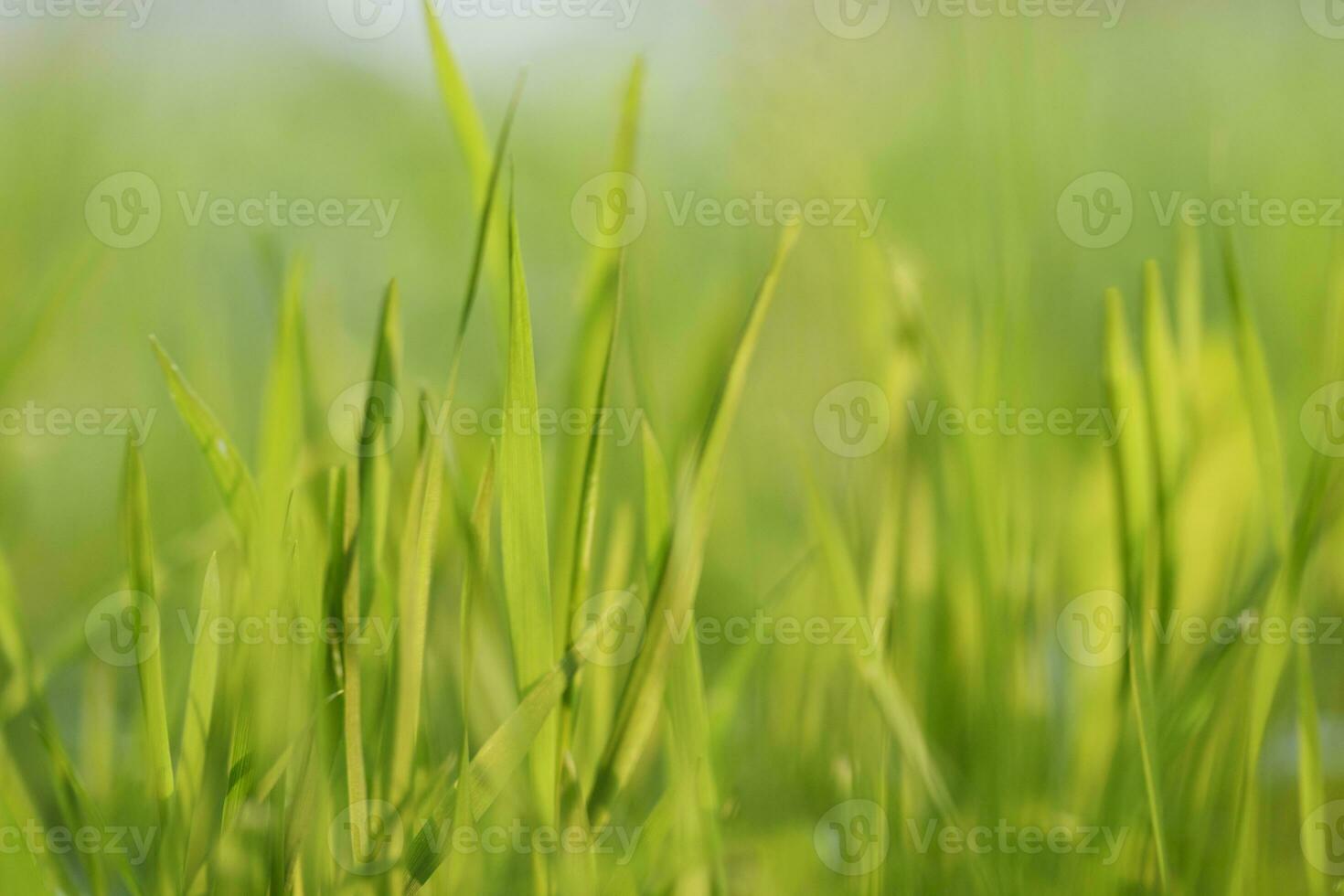 Green grass at sunset photo