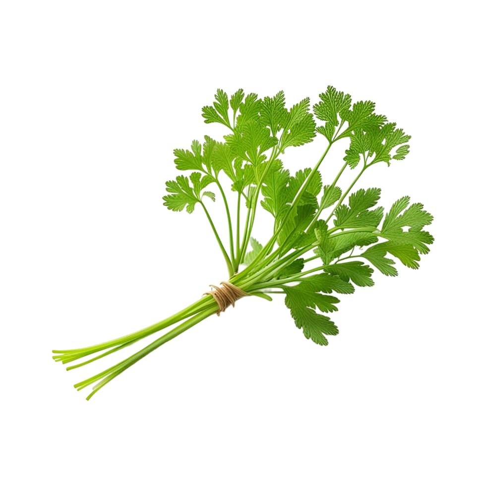 Chervil Parsley Herb Food Vegetable Generative Ai png