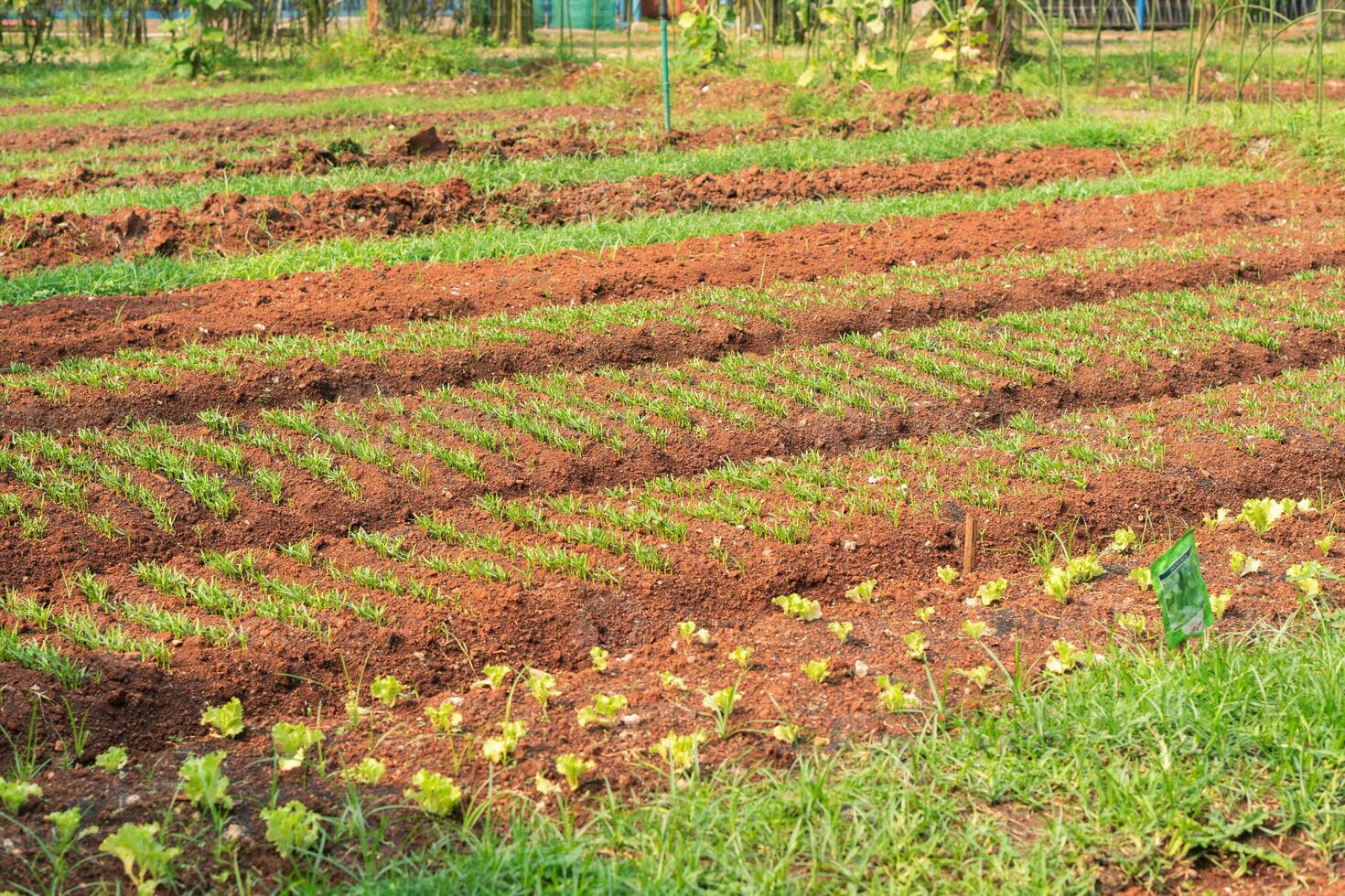 Organic Salad On Farm. Field of lettuce. field of fresh and tasty salad. lettuce plantation photo