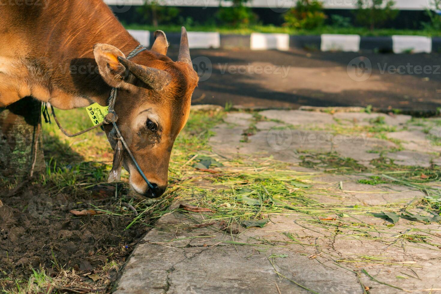 marrón vaca para qurban o sacrificio festival musulmán evento en pueblo con verde césped foto