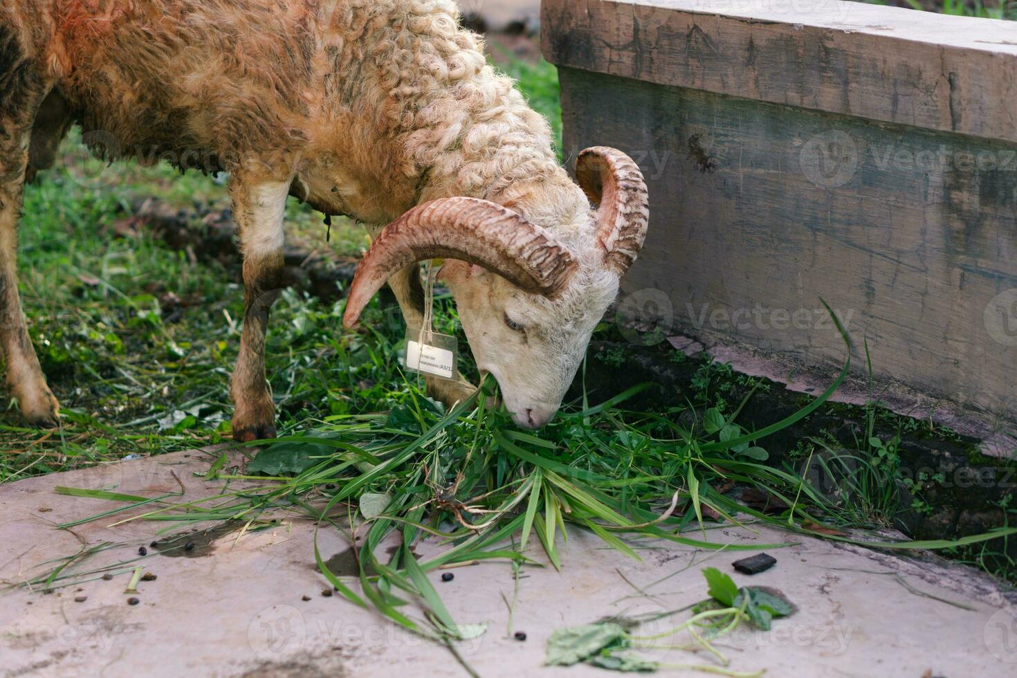 white goat or sheep for qurban or Sacrifice Festival muslim event in village with green grass photo