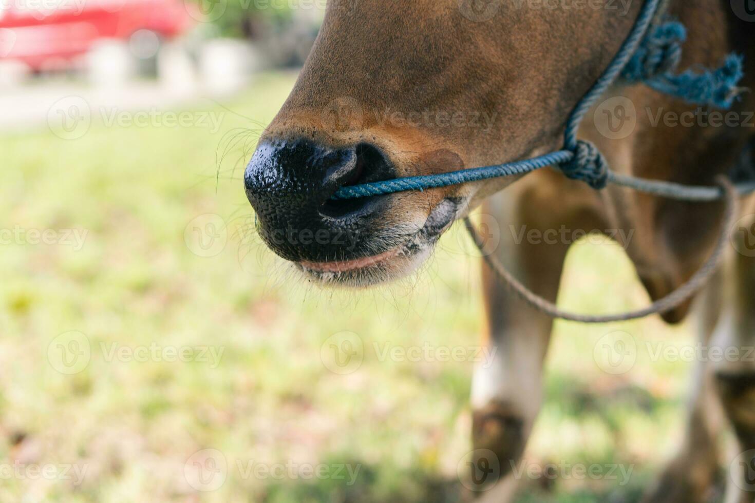 Brown cow nose close up with green grass blurry background photo