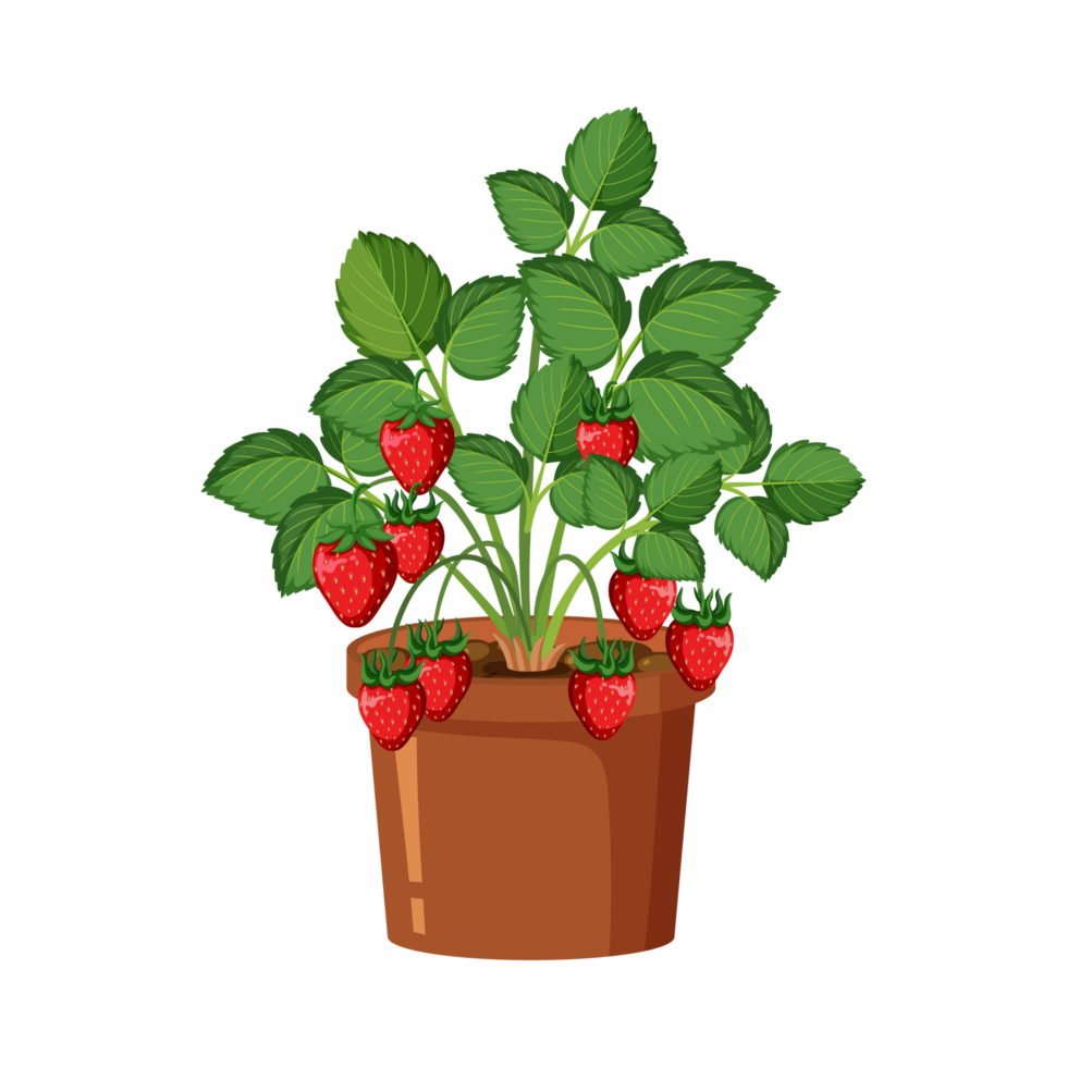 Strawberry Planting  Generative Ai png