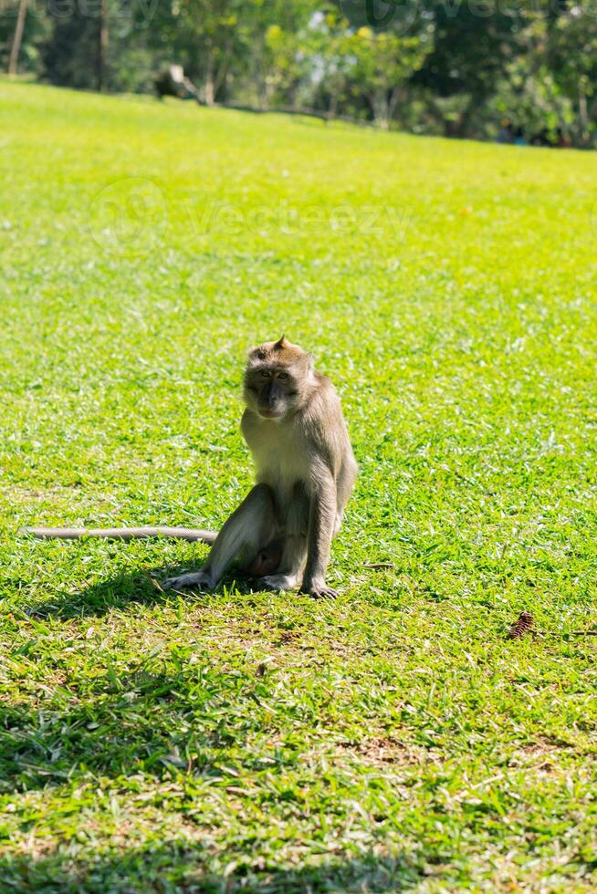 A monkey is sitting in field of green grass photo