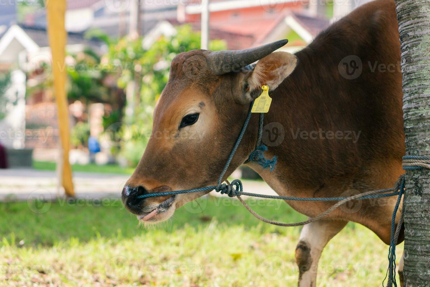 Brown cow for qurban or Sacrifice Festival muslim event in village with green grass photo