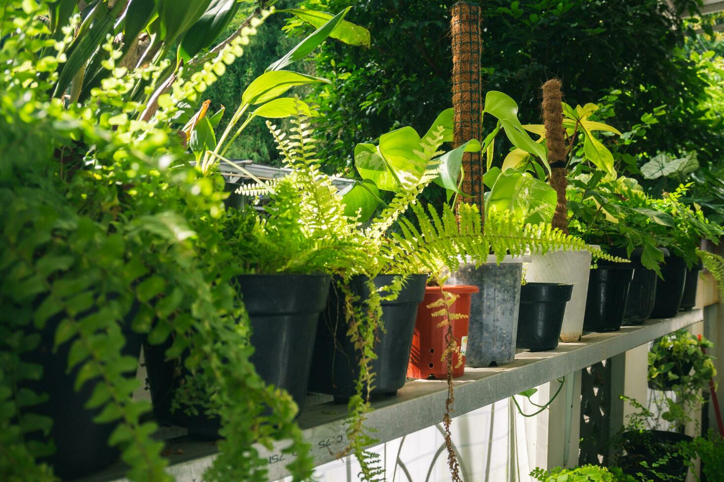 Steel shelves with various houseplants. Home garden concept. Collection of various home plants. Home gardening, greenery, interior design with plants, hobby concept photo