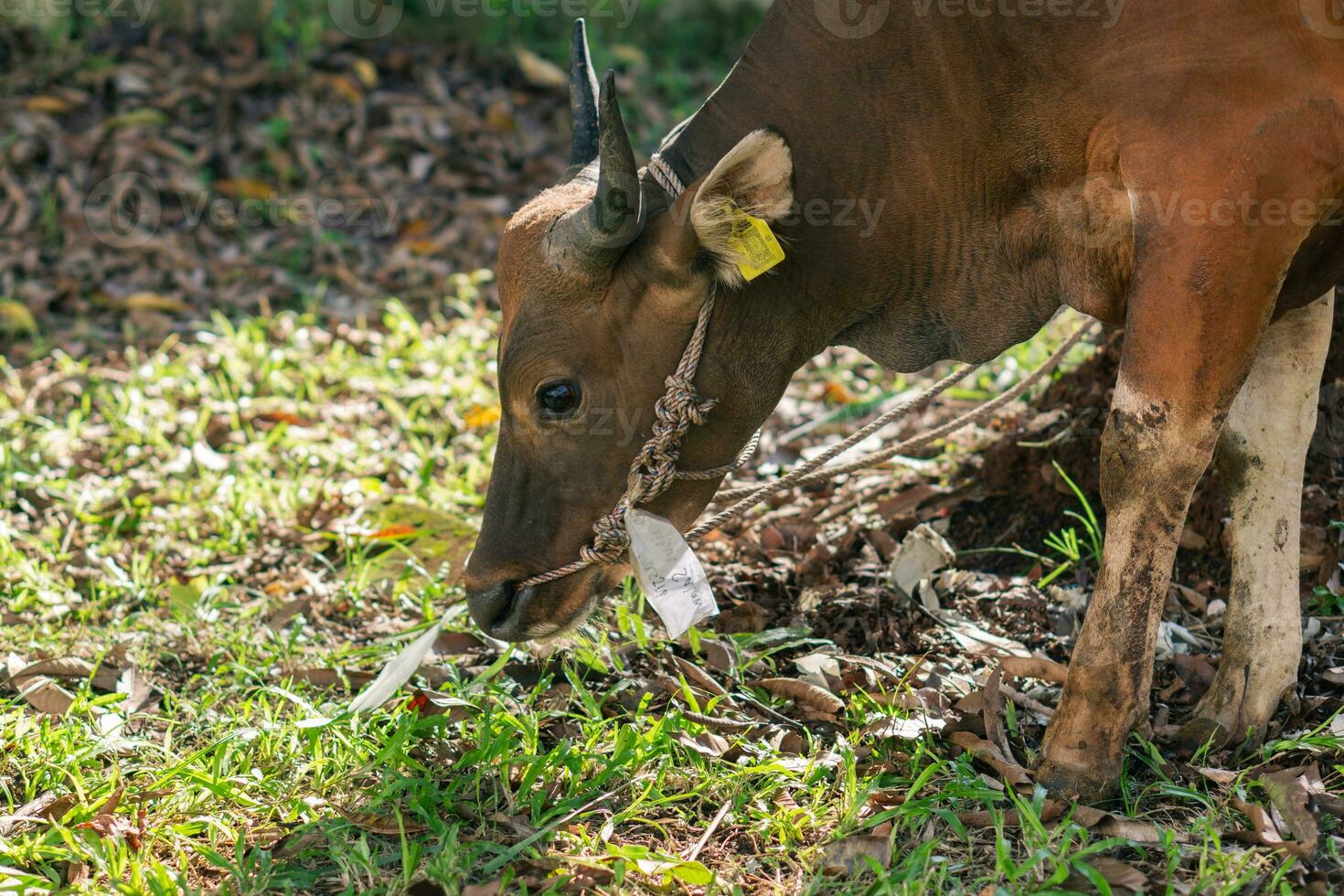 Brown cow for qurban or Sacrifice Festival muslim event in village with green grass photo