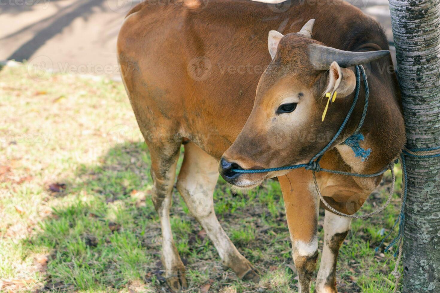 Brown cow for qurban or Sacrifice Festival muslim event in village with green grass photo