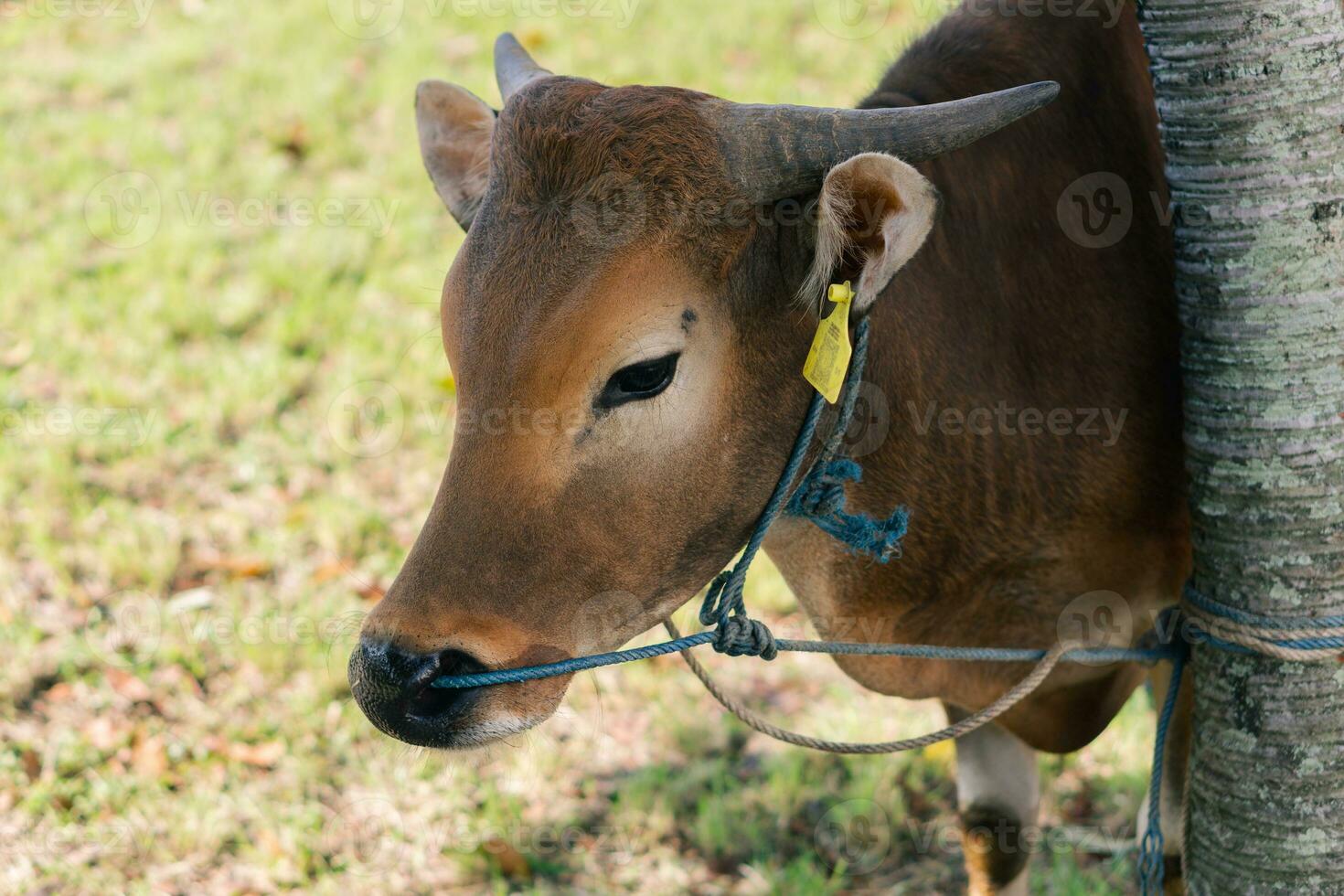 Brown cow for qurban or Sacrifice Festival muslim event in village with green grass photo