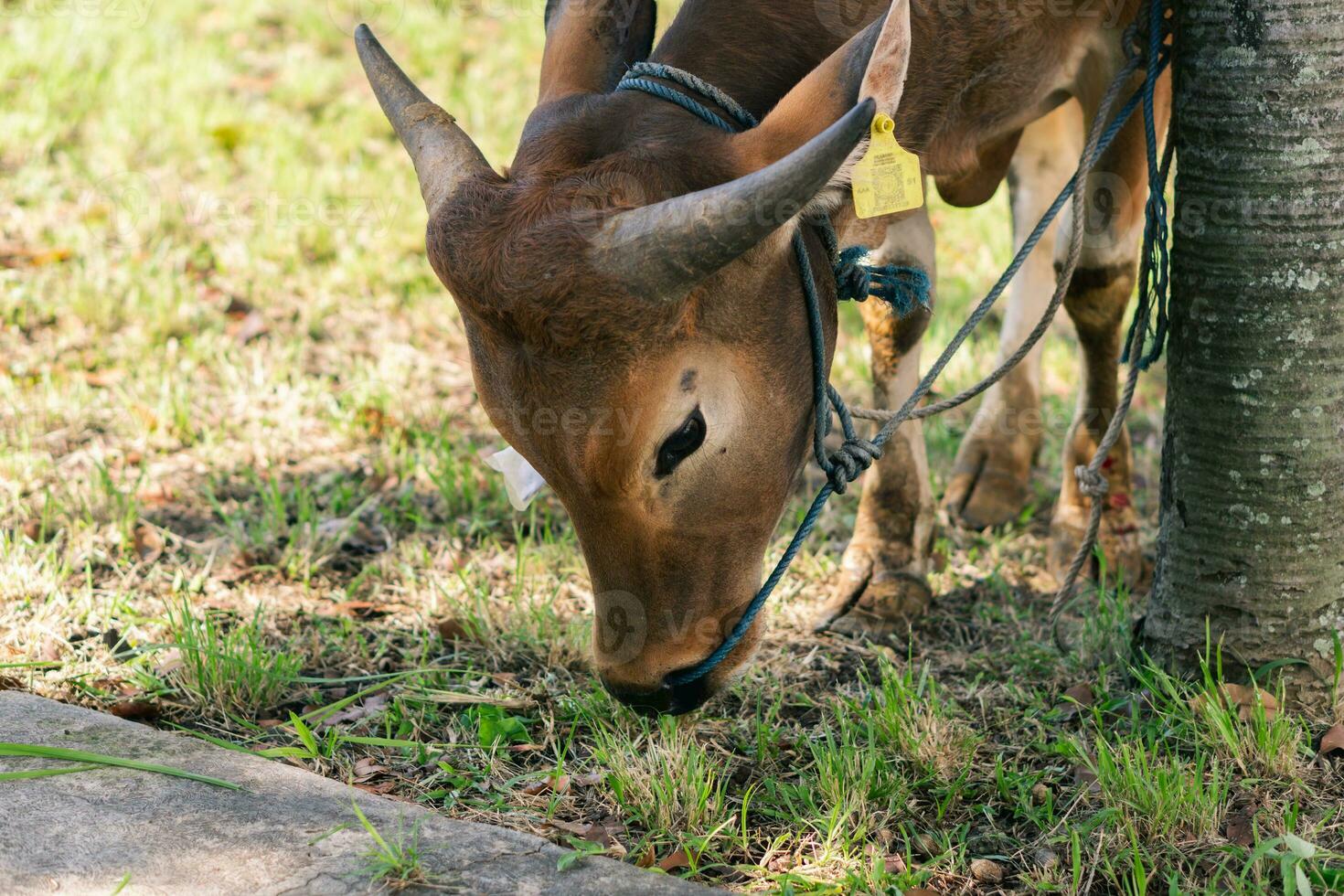 Brown cow for qurban or Sacrifice Festival muslim event in village with green grass photo