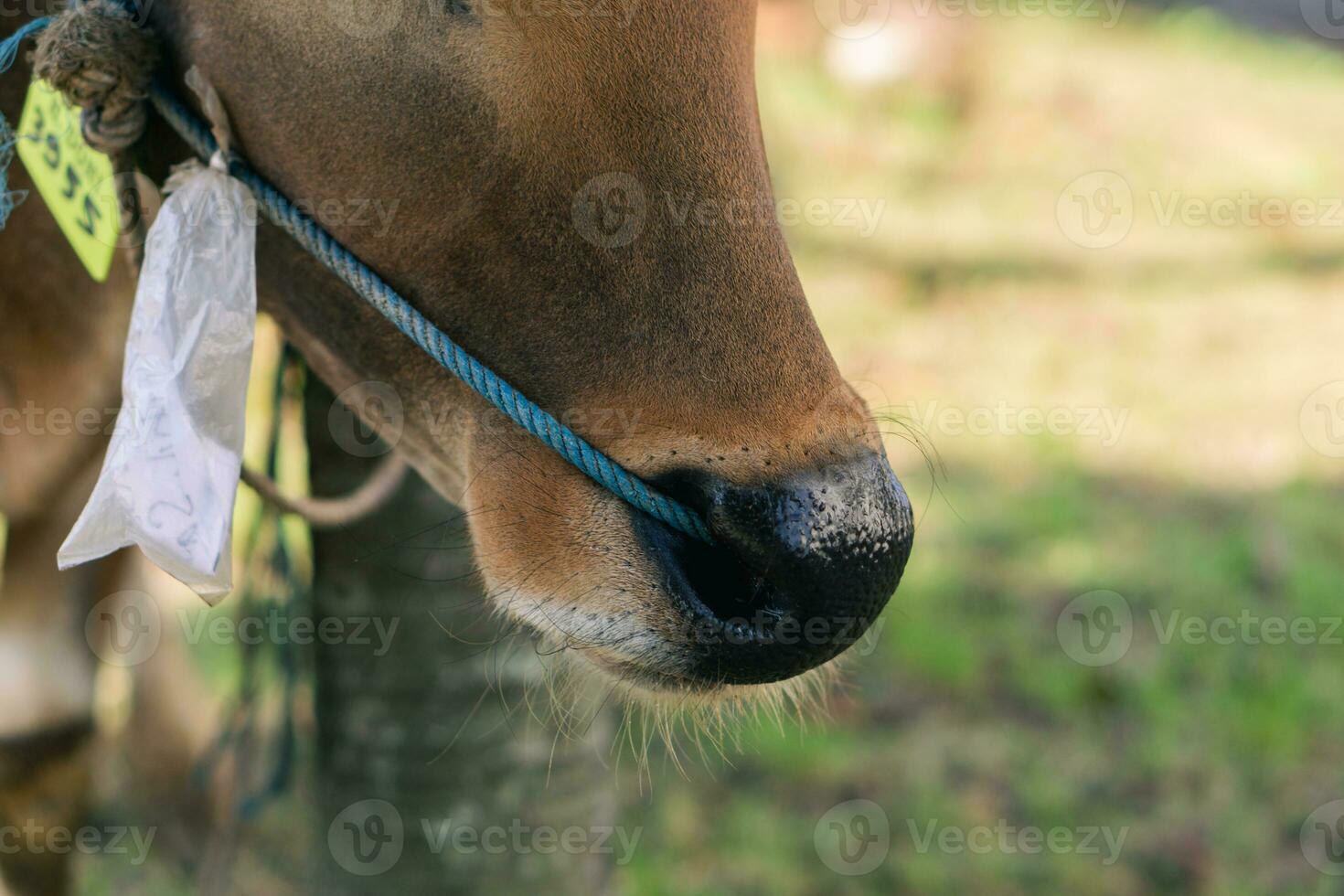 Brown cow nose close up with green grass blurry background photo