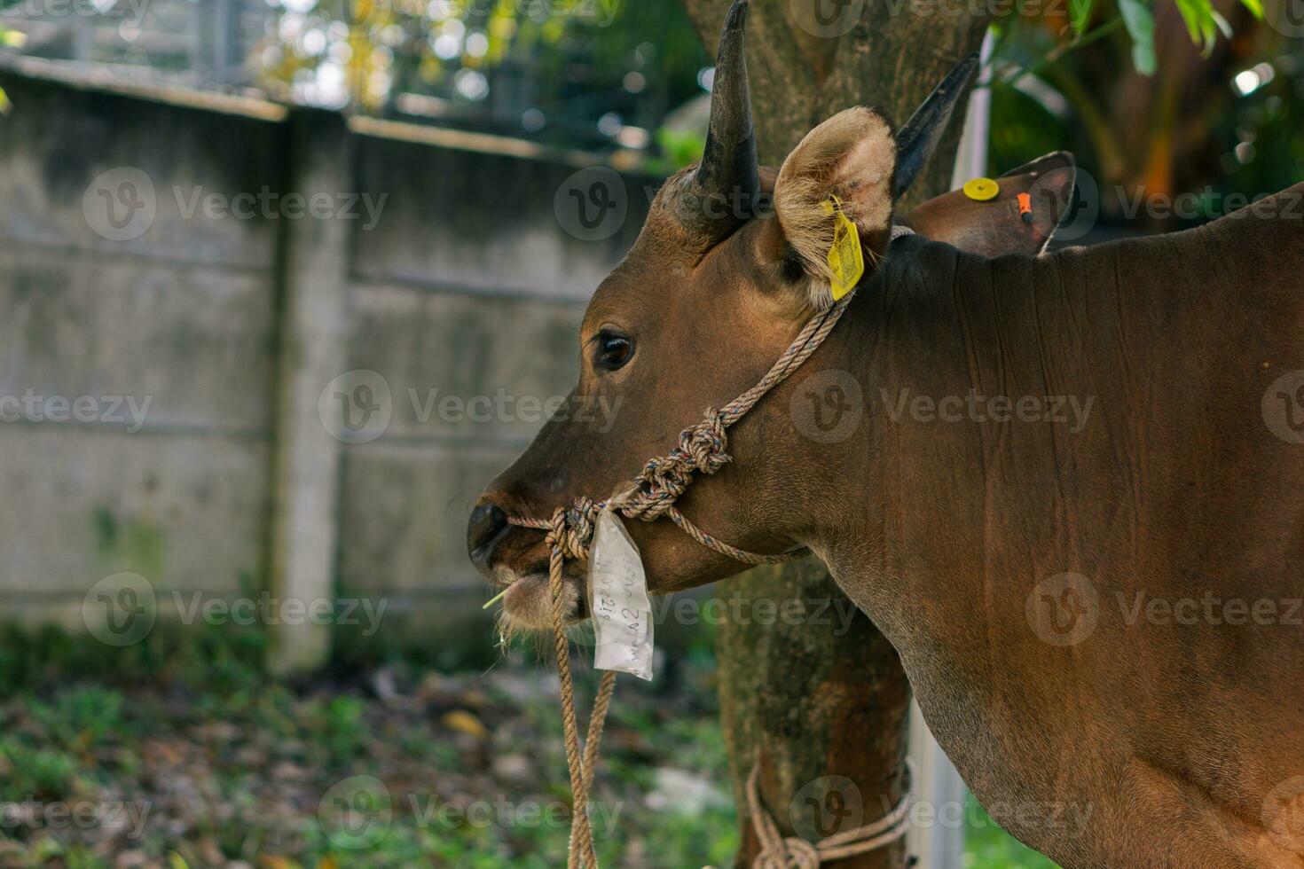 Brown cow for qurban or Sacrifice Festival muslim event in village with green grass photo