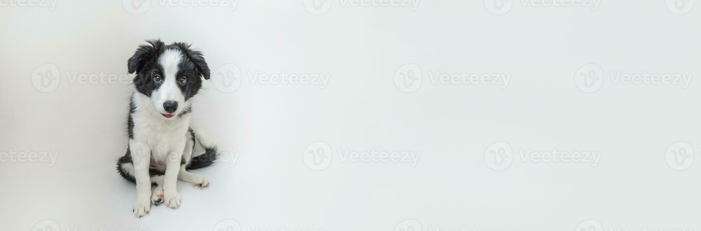 Funny studio portrait of cute smilling puppy dog border collie isolated on white background. Pet care and animals concept. Banner photo